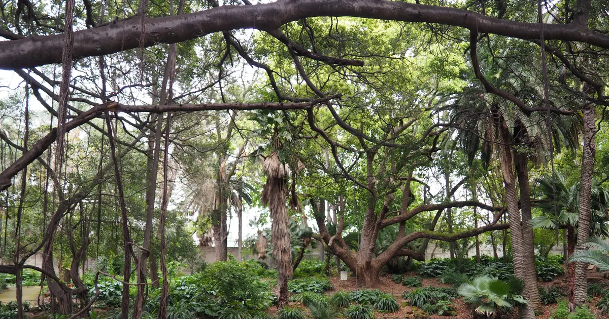 Rencontre à Alger : un bassin ombragé sous les arbres du Jardin d'essai du Hamma